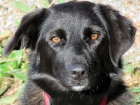 Unser Gute-Laune-Hund :-)