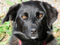 Unser Gute-Laune-Hund :-)