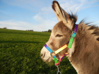 Personaltrainer und Wecker!