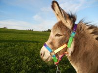 Personaltrainer und Wecker!